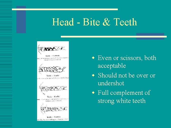 Head - Bite & Teeth w Even or scissors, both acceptable w Should not