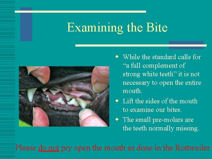 Examining the Bite w While the standard calls for “a full complement of strong