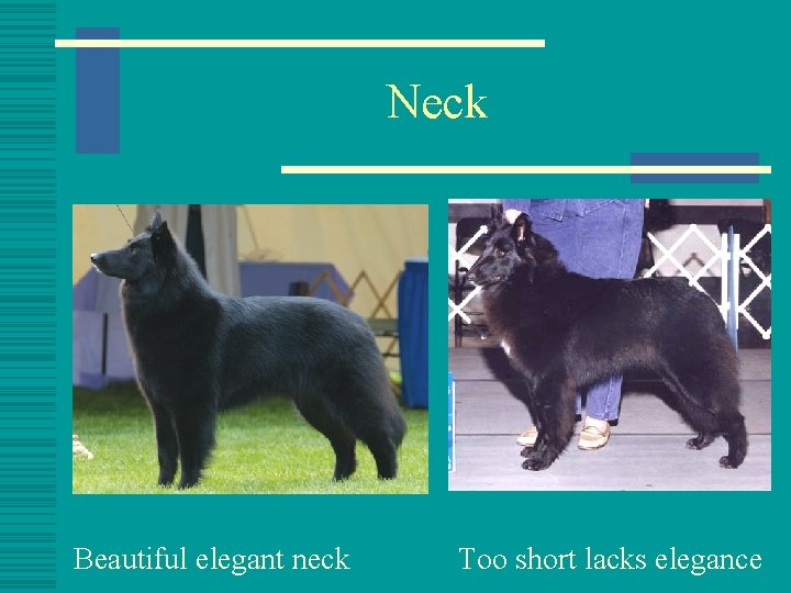 Neck Beautiful elegant neck Too short lacks elegance 