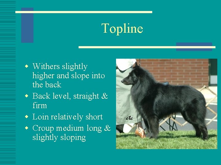 Topline w Withers slightly higher and slope into the back w Back level, straight