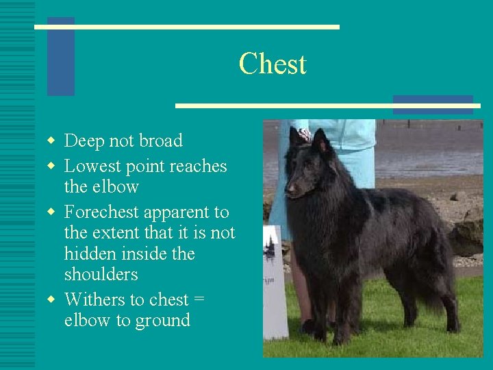 Chest w Deep not broad w Lowest point reaches the elbow w Forechest apparent