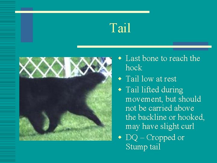 Tail w Last bone to reach the hock w Tail low at rest w