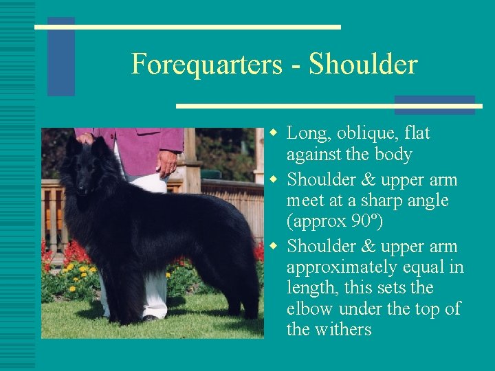 Forequarters - Shoulder w Long, oblique, flat against the body w Shoulder & upper