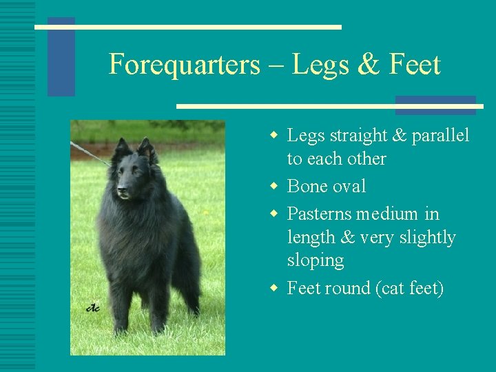 Forequarters – Legs & Feet w Legs straight & parallel to each other w