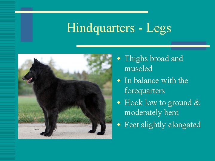 Hindquarters - Legs w Thighs broad and muscled w In balance with the forequarters