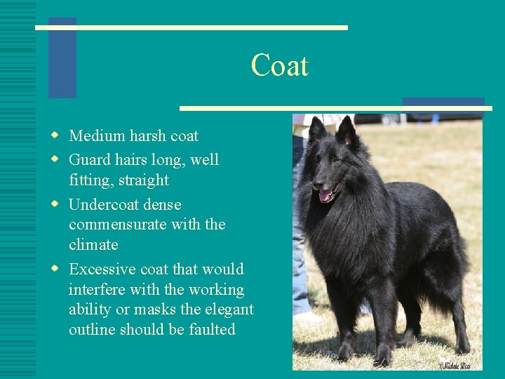 Coat w Medium harsh coat w Guard hairs long, well fitting, straight w Undercoat