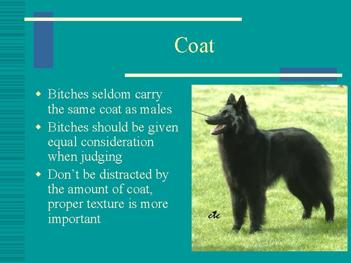 Coat w Bitches seldom carry the same coat as males w Bitches should be