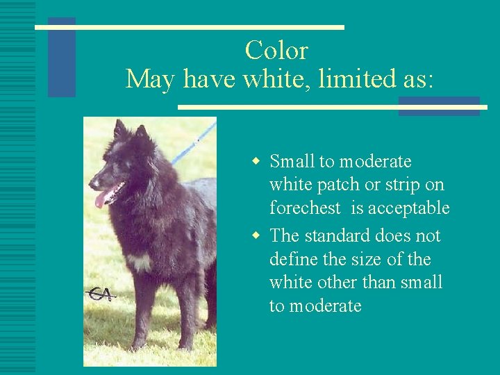 Color May have white, limited as: w Small to moderate white patch or strip