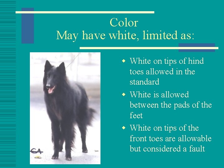 Color May have white, limited as: w White on tips of hind toes allowed