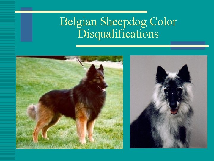 Belgian Sheepdog Color Disqualifications 