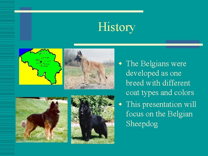 History w The Belgians were developed as one breed with different coat types and
