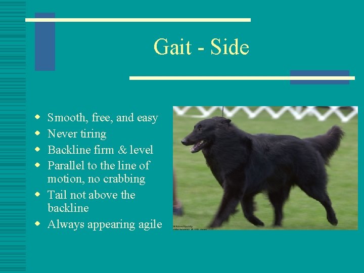 Gait - Side w w Smooth, free, and easy Never tiring Backline firm &