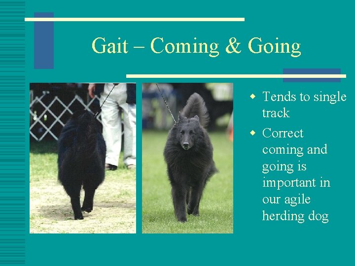 Gait – Coming & Going w Tends to single track w Correct coming and