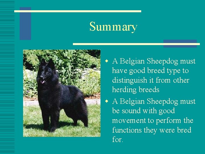 Summary w A Belgian Sheepdog must have good breed type to distinguish it from