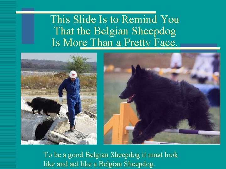 This Slide Is to Remind You That the Belgian Sheepdog Is More Than a