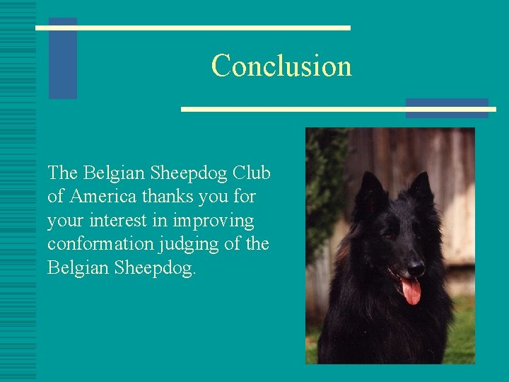 Conclusion The Belgian Sheepdog Club of America thanks you for your interest in improving