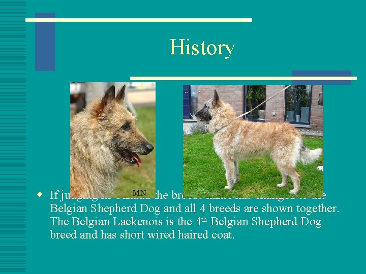 History w If judging in Canada the breeds name has changed to the Belgian