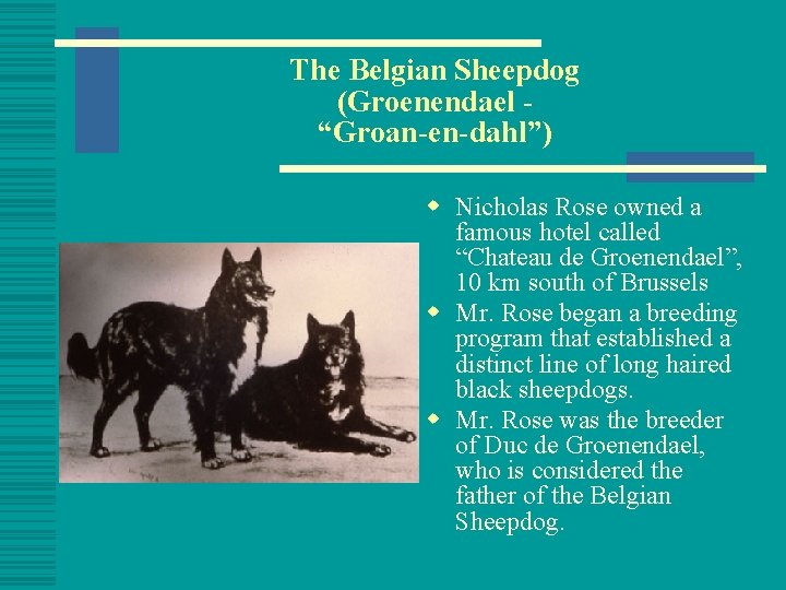 The Belgian Sheepdog (Groenendael “Groan-en-dahl”) w Nicholas Rose owned a famous hotel called “Chateau