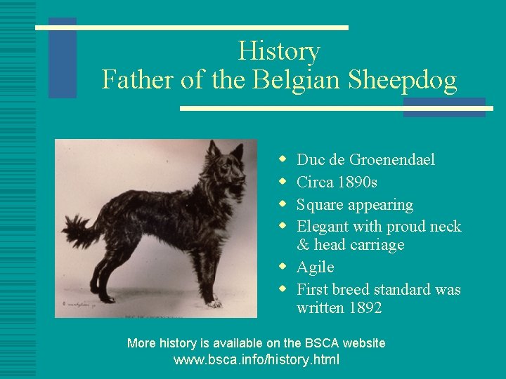 History Father of the Belgian Sheepdog w w Duc de Groenendael Circa 1890 s