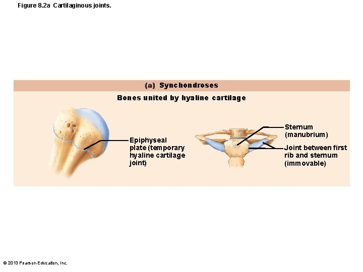 Figure 8. 2 a Cartilaginous joints. Synchondroses Bones united by hyaline cartilage Epiphyseal plate