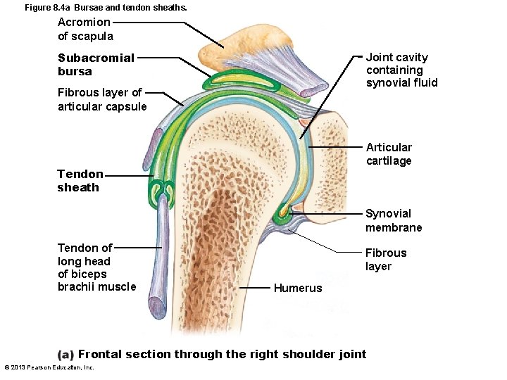 Figure 8. 4 a Bursae and tendon sheaths. Acromion of scapula Subacromial bursa Joint
