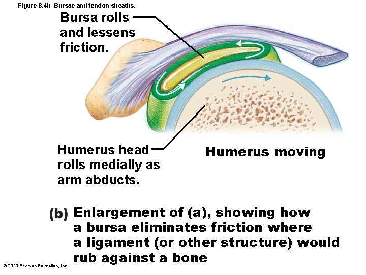 Figure 8. 4 b Bursae and tendon sheaths. Bursa rolls and lessens friction. Humerus