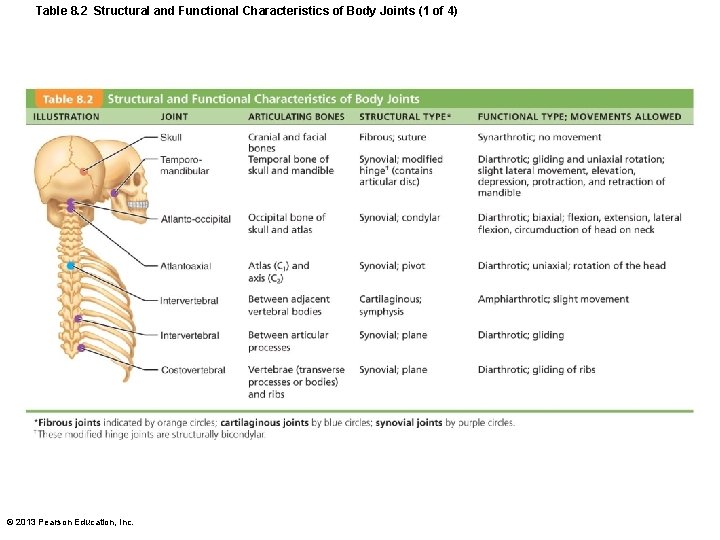 Table 8. 2 Structural and Functional Characteristics of Body Joints (1 of 4) ©