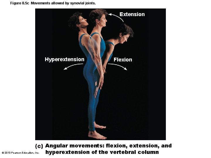 Figure 8. 5 c Movements allowed by synovial joints. Extension Hyperextension © 2013 Pearson