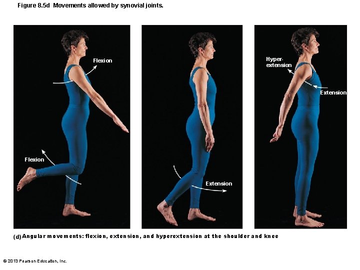 Figure 8. 5 d Movements allowed by synovial joints. Hyperextension Flexion Extension Angular movements: