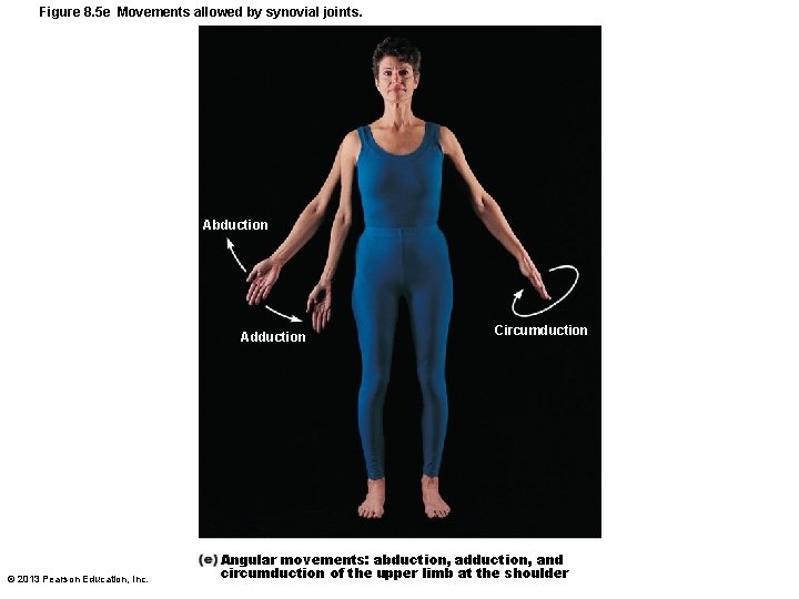 Figure 8. 5 e Movements allowed by synovial joints. Abduction Adduction © 2013 Pearson