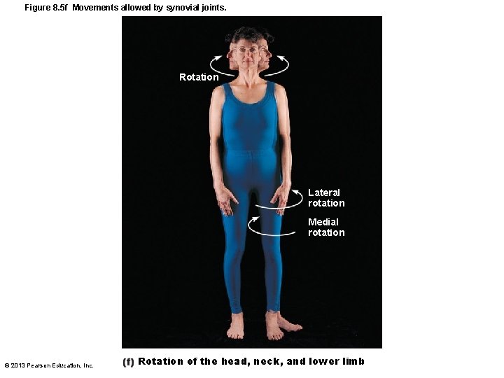 Figure 8. 5 f Movements allowed by synovial joints. Rotation Lateral rotation Medial rotation