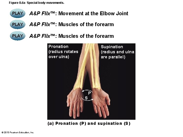 Figure 8. 6 a Special body movements. PLAY A&P Flix™: Movement at the Elbow