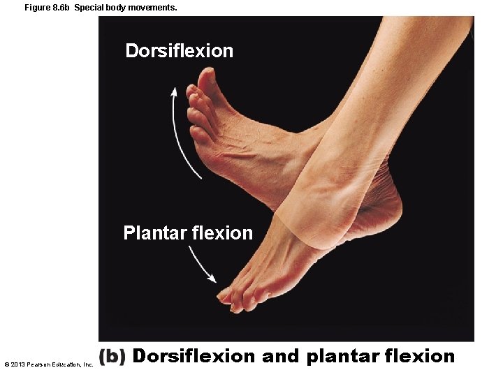 Figure 8. 6 b Special body movements. Dorsiflexion Plantar flexion © 2013 Pearson Education,