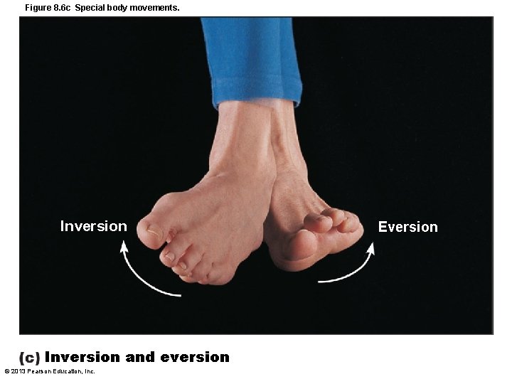 Figure 8. 6 c Special body movements. Inversion and eversion © 2013 Pearson Education,