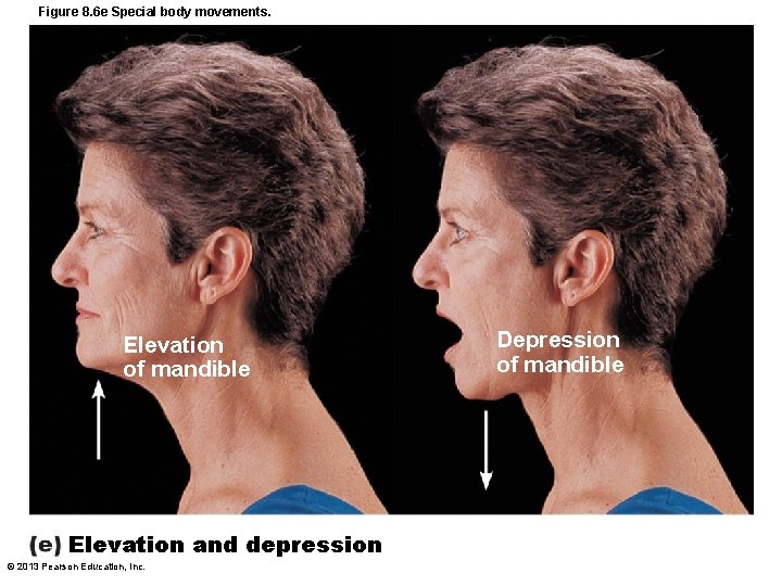 Figure 8. 6 e Special body movements. Elevation of mandible Elevation and depression ©