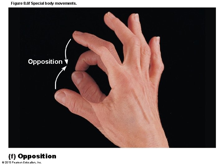 Figure 8. 6 f Special body movements. Opposition © 2013 Pearson Education, Inc. 