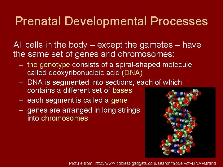 Prenatal Developmental Processes All cells in the body – except the gametes – have