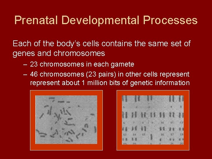 Prenatal Developmental Processes Each of the body’s cells contains the same set of genes