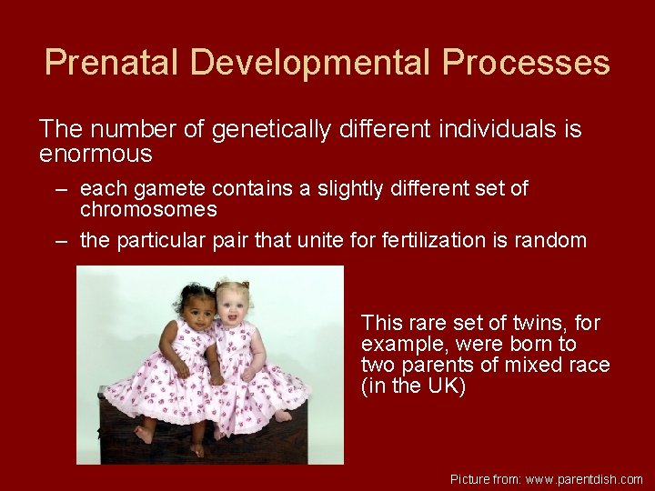 Prenatal Developmental Processes The number of genetically different individuals is enormous – each gamete