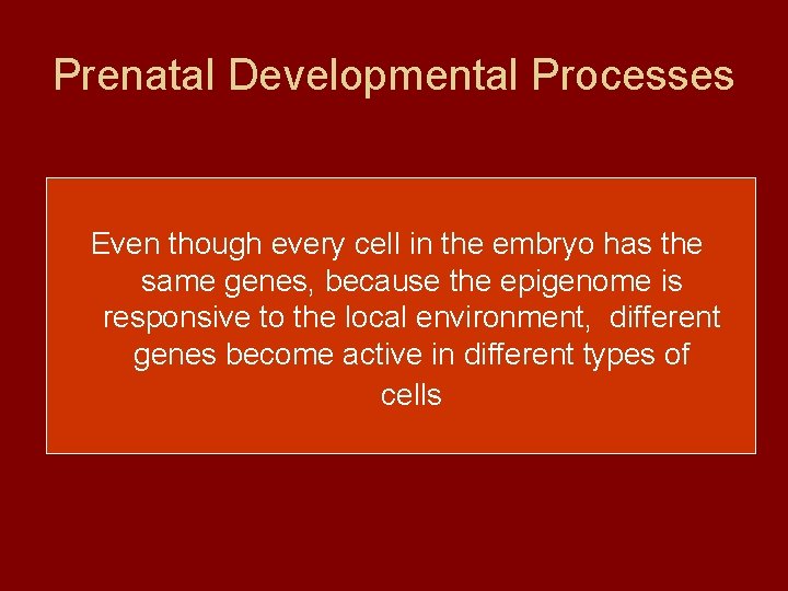 Prenatal Developmental Processes Even though every cell in the embryo has the same genes,