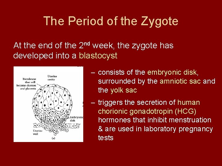 The Period of the Zygote At the end of the 2 nd week, the