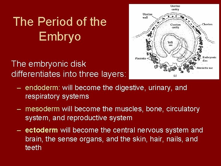 The Period of the Embryo The embryonic disk differentiates into three layers: – endoderm: