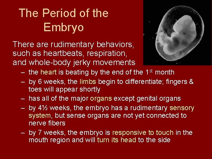 The Period of the Embryo There are rudimentary behaviors, such as heartbeats, respiration, and