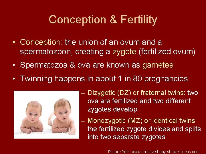 Conception & Fertility • Conception: the union of an ovum and a spermatozoon, creating