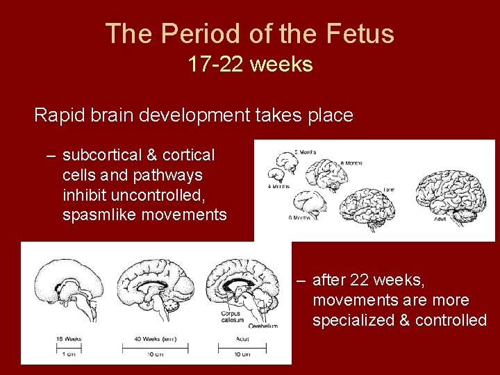 The Period of the Fetus 17 -22 weeks Rapid brain development takes place –