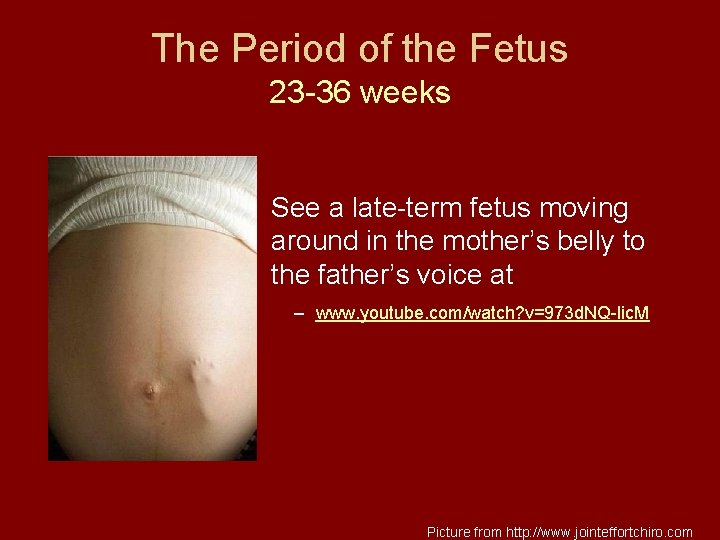 The Period of the Fetus 23 -36 weeks See a late-term fetus moving around