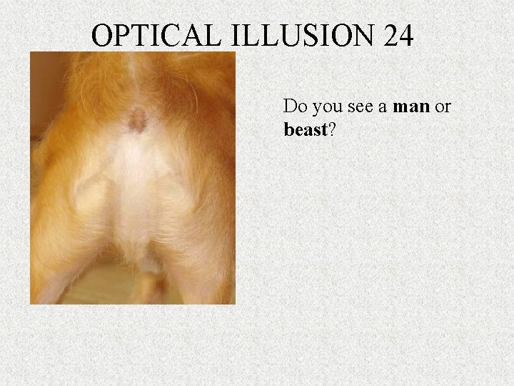 OPTICAL ILLUSION 24 Do you see a man or beast? 