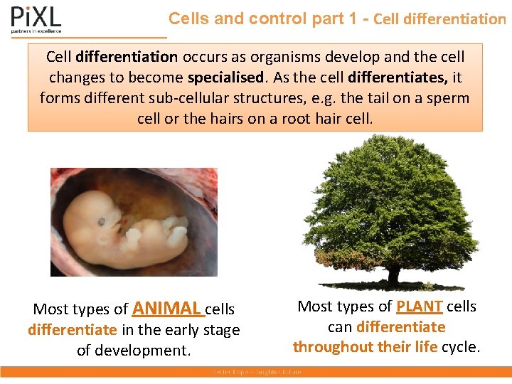 Cells and control part 1 - Cell differentiation occurs as organisms develop and the