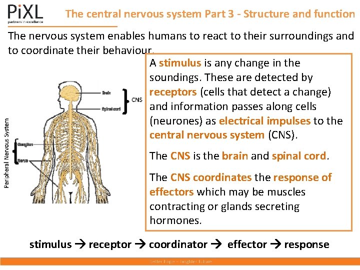 The central nervous system Part 3 - Structure and function The nervous system enables