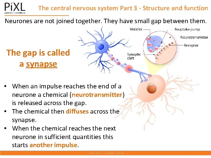The central nervous system Part 3 - Structure and function Neurones are not joined